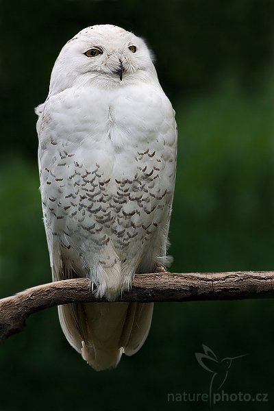 Sovice sněžná (Nyctea scandiaca), Sovice sněžná (Nyctea scandiaca) = sovice sněžní, Snowy Owl, Autor: Ondřej Prosický | NaturePhoto.cz, Model: Canon EOS 300D DIGITAL, Objektiv: Canon EF 400mm f/5.6 L USM, Ohnisková vzdálenost (EQ35mm): 640 mm, stativ, Clona: 6.3, Doba expozice: 1/200 s, ISO: 200, Kompenzace expozice: -1, Blesk: Ano, Vytvořeno: 5. června 2005 14:02:20, ZOO Praha - Troja (Česko)